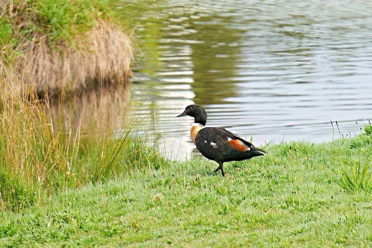 husice australská - ML646430914