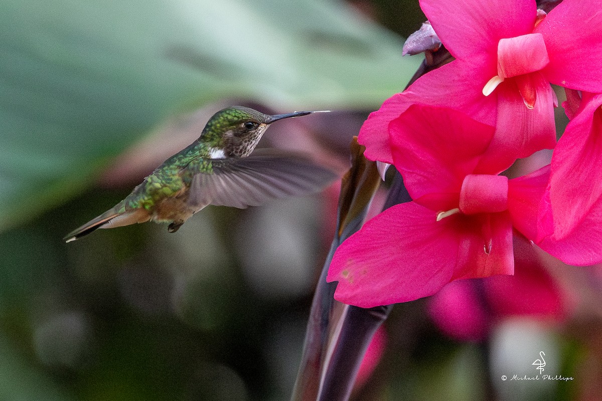 バラエリフトオハチドリ - ML646430916