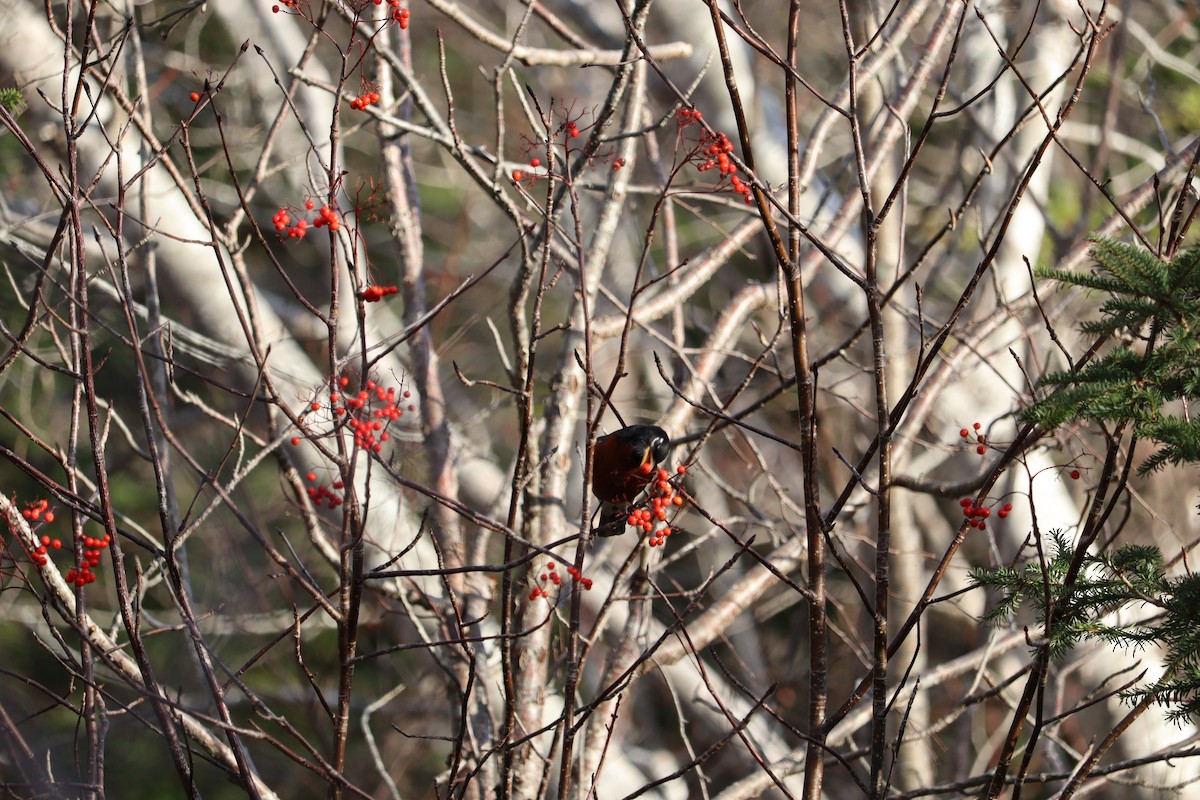American Robin - ML646430918