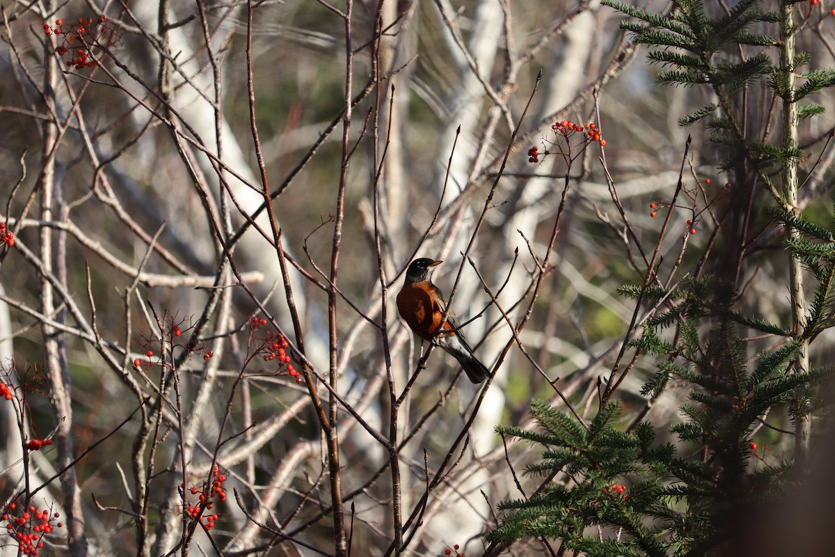 American Robin - ML646430919