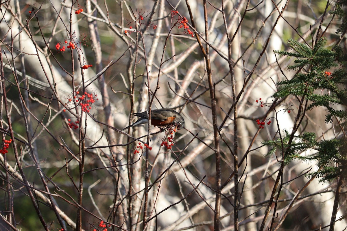 American Robin - ML646430920