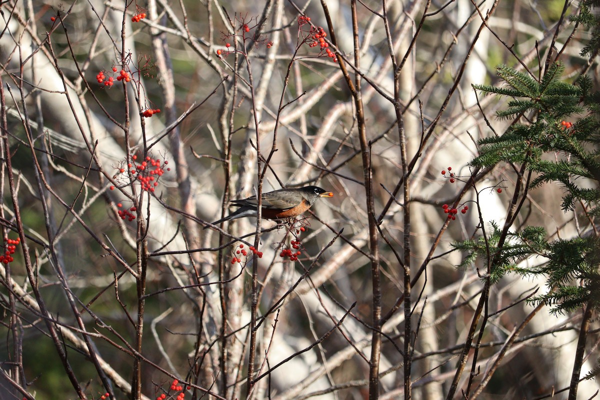 American Robin - ML646430921