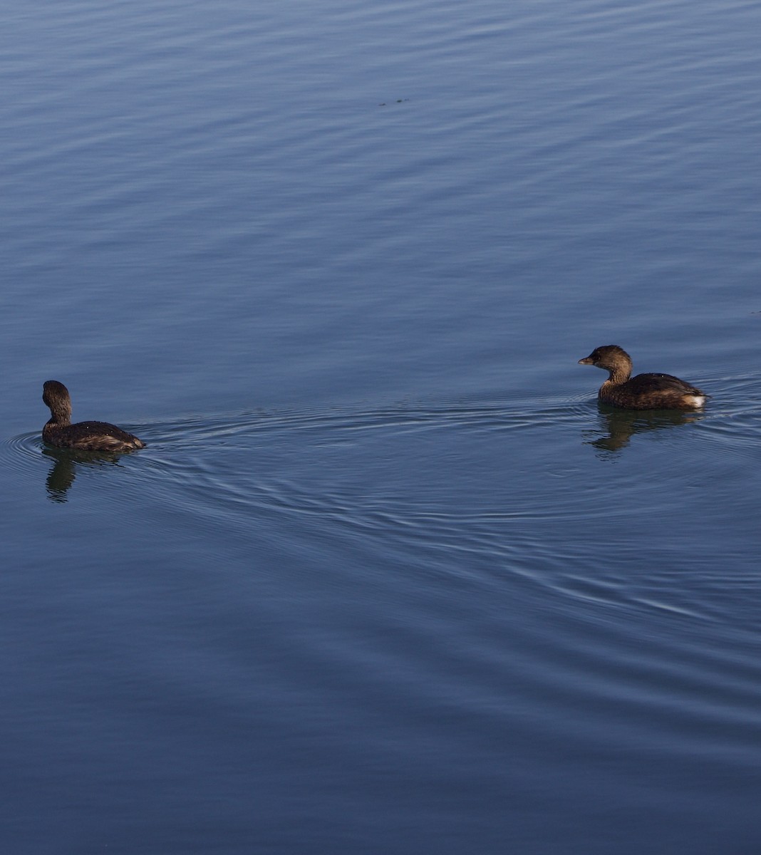 オビハシカイツブリ - ML646430925