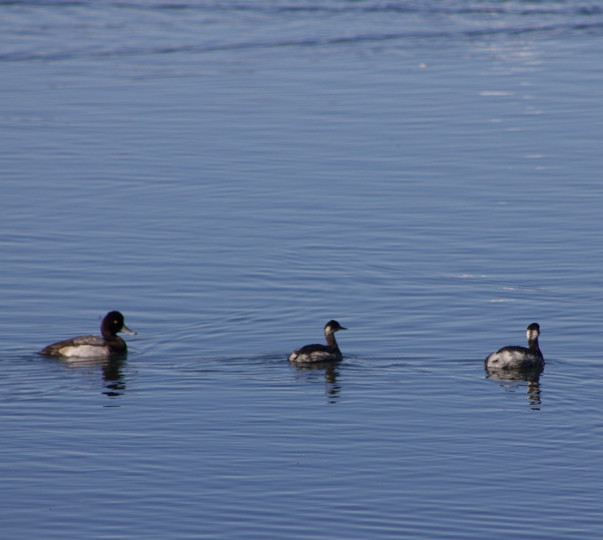 ハジロカイツブリ - ML646430928