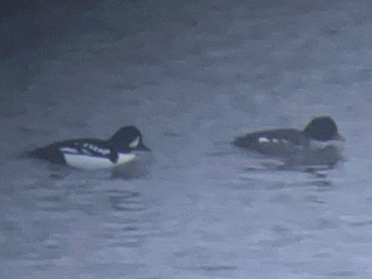 Barrow's Goldeneye - ML646430929