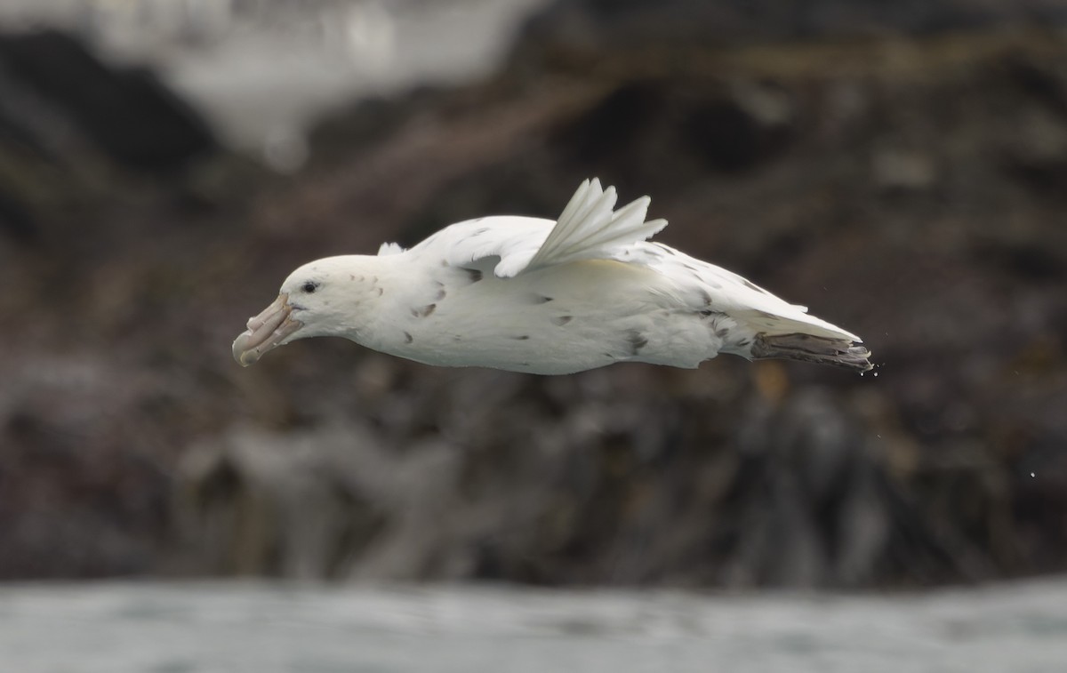 Southern Giant-Petrel - ML646430930
