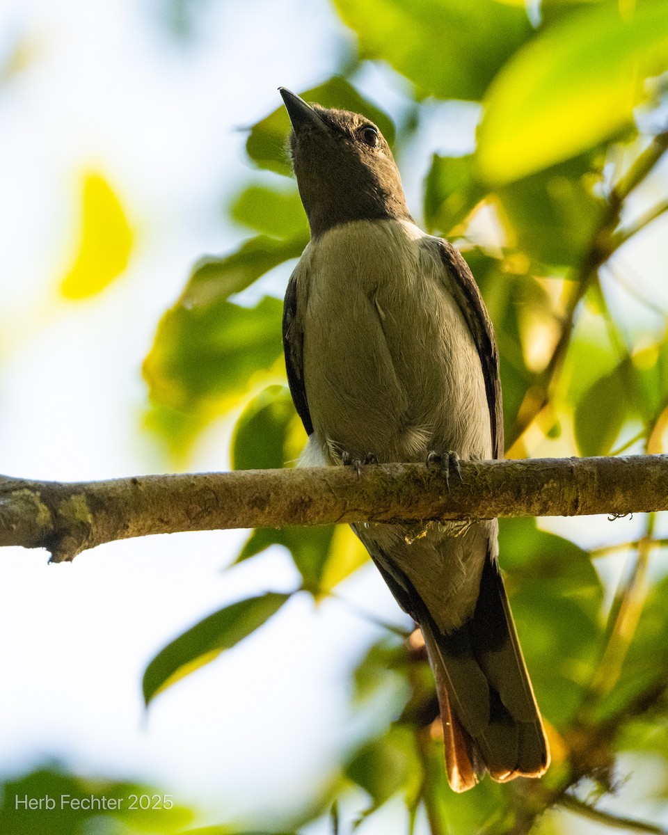 Madagascar Cuckooshrike - ML646430931