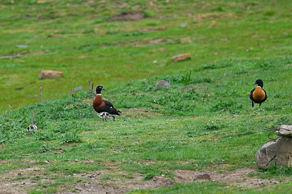 husice australská - ML646430932