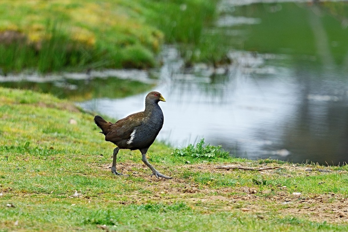 slípka tasmánská - ML646430933