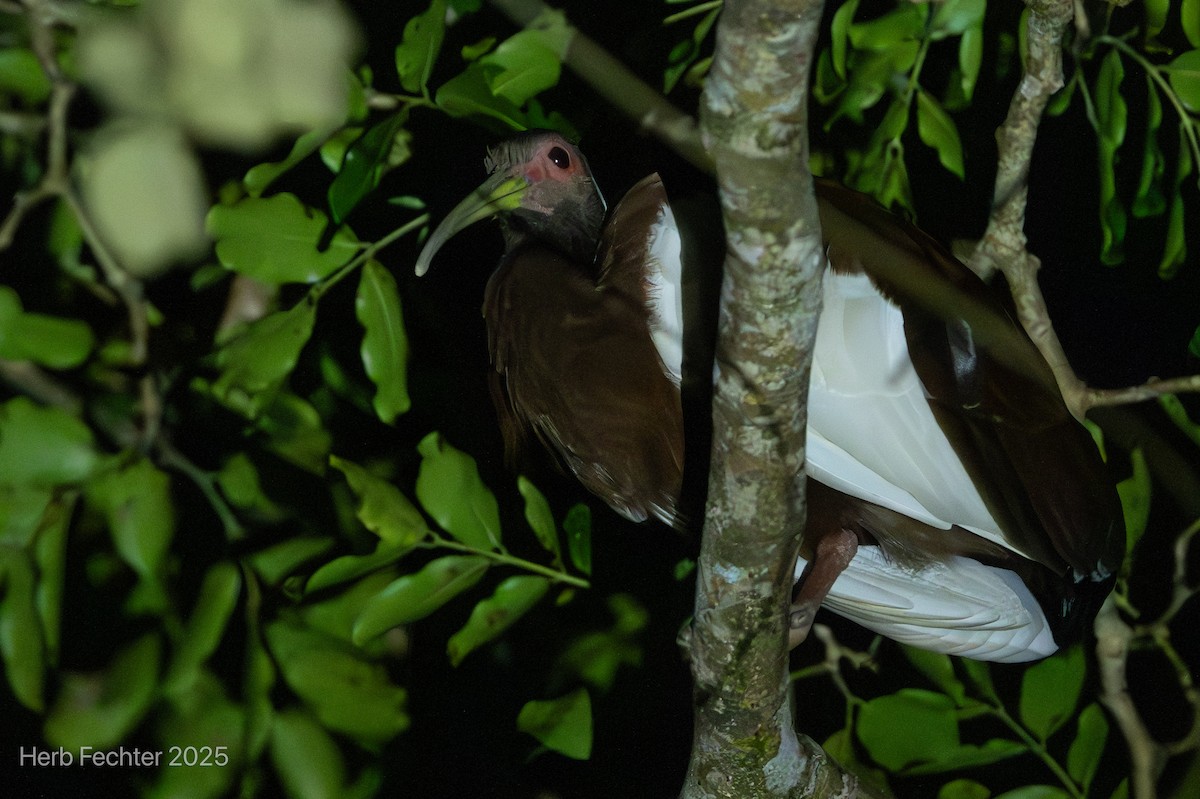 Madagascar Ibis - ML646430934