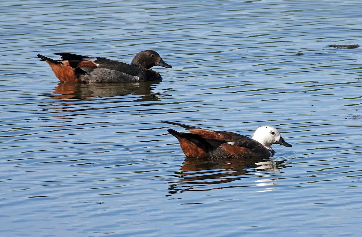Paradise Shelduck - ML646430937