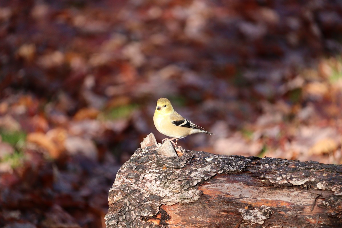 American Goldfinch - ML646430940