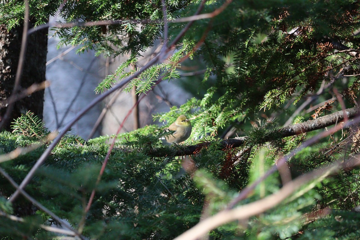 American Goldfinch - ML646430942