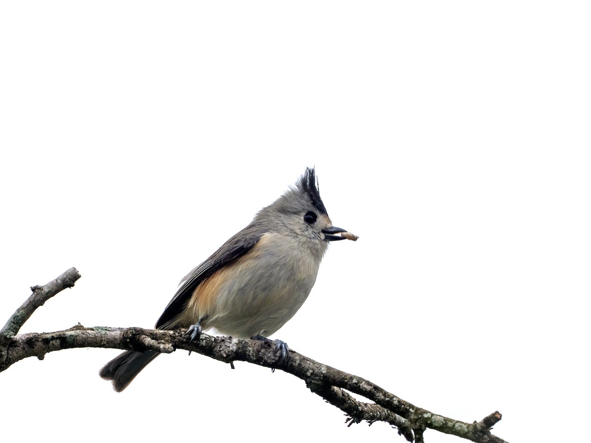 Black-crested Titmouse - ML646430943