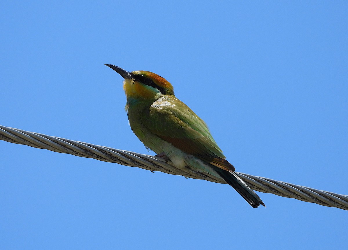 ハチクイ - ML646430944