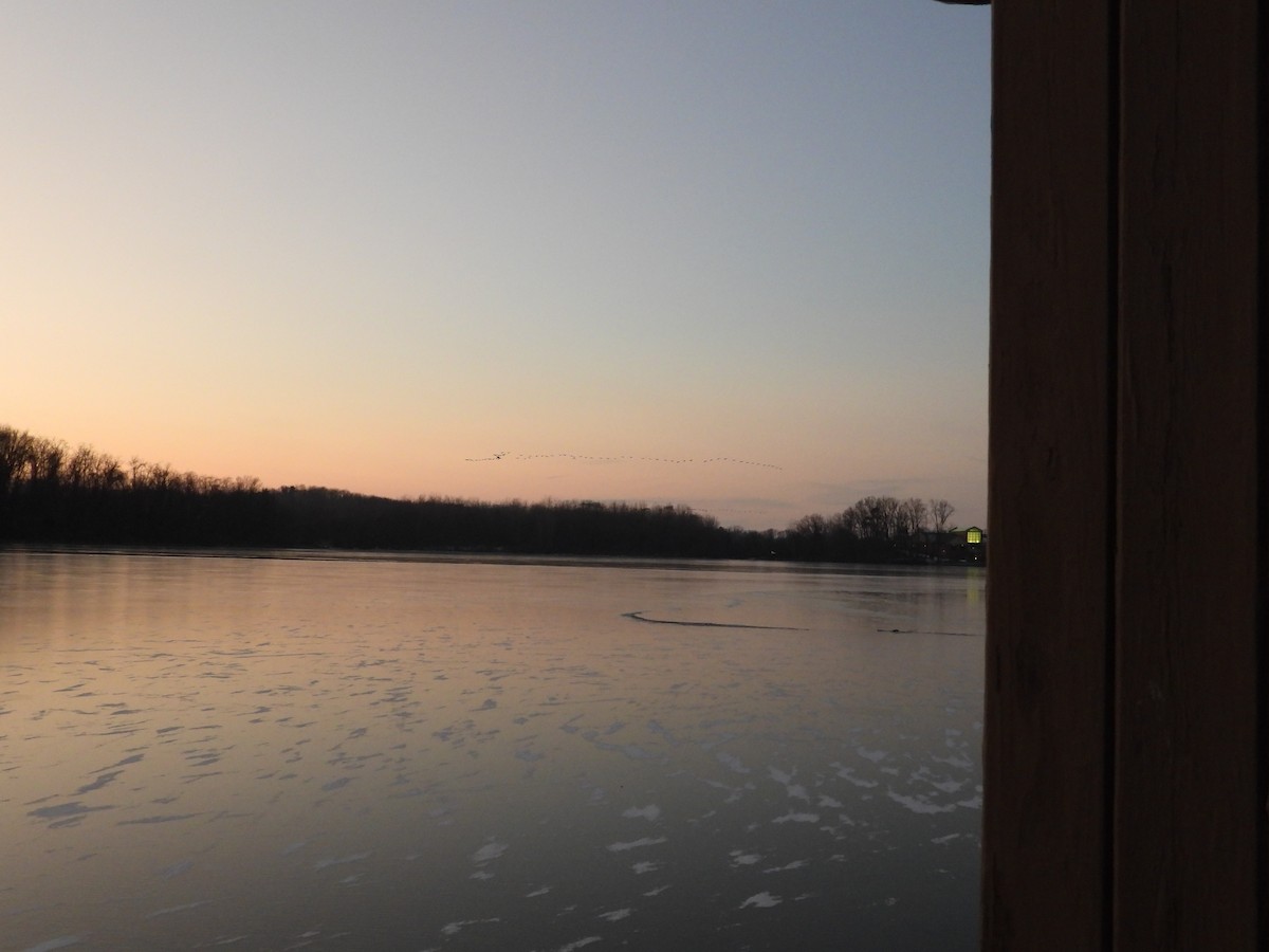 Kanadagans - ML646430946