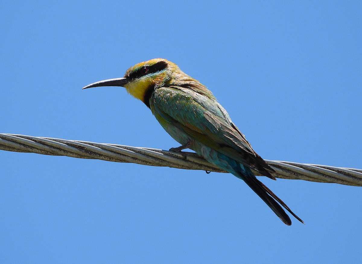 ハチクイ - ML646430948