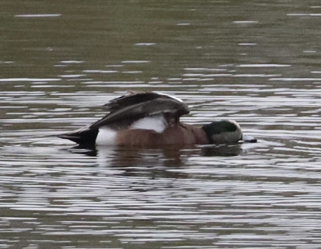 hvízdák americký - ML646430949