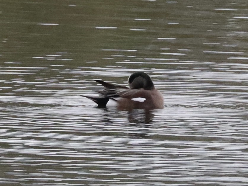 hvízdák americký - ML646430950