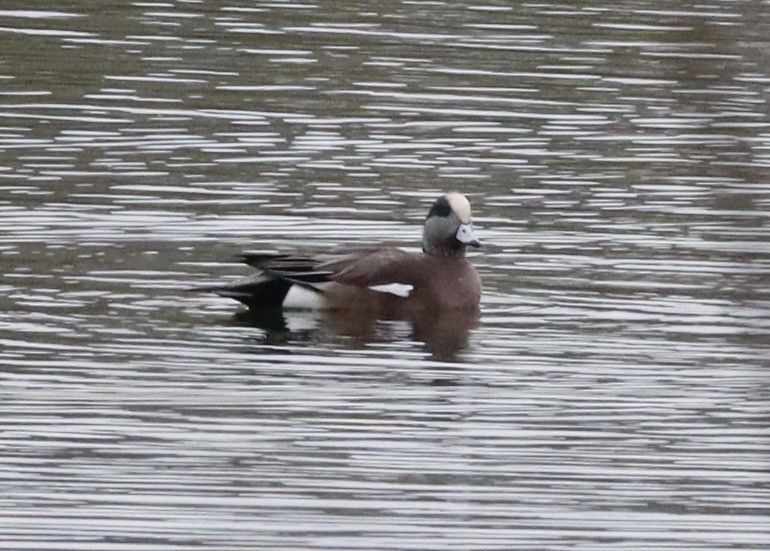 hvízdák americký - ML646430951