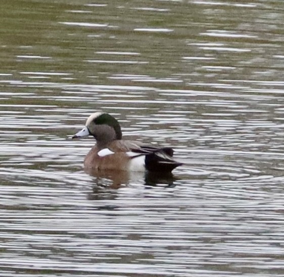 hvízdák americký - ML646430952