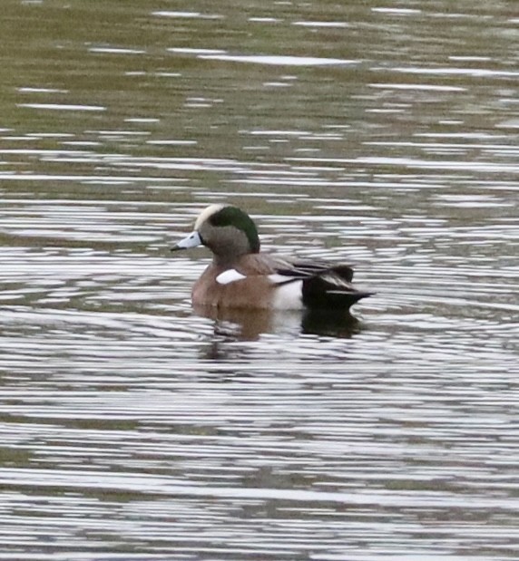 hvízdák americký - ML646430953