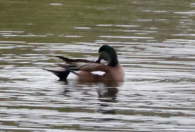 hvízdák americký - ML646430954