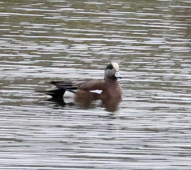 hvízdák americký - ML646430955