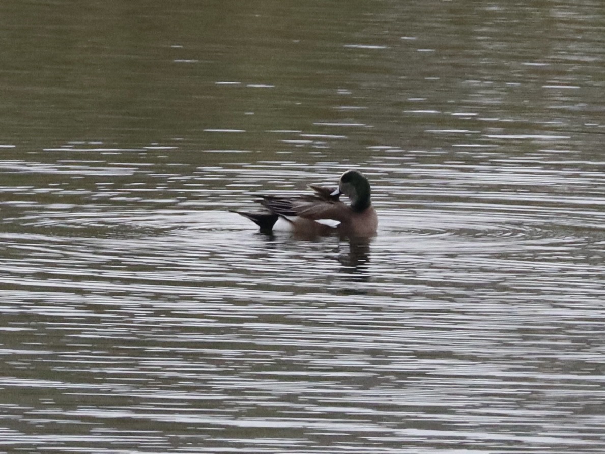 hvízdák americký - ML646430956