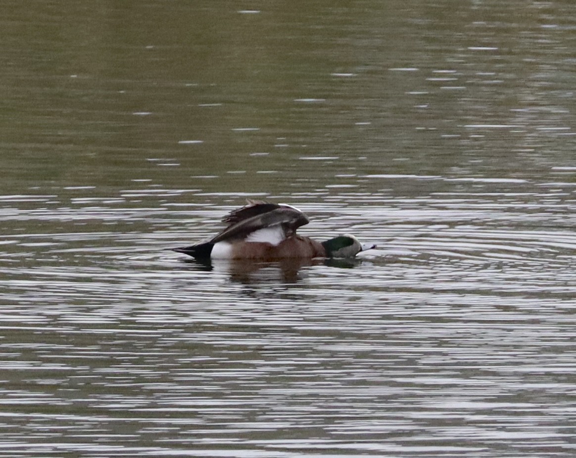 hvízdák americký - ML646430957