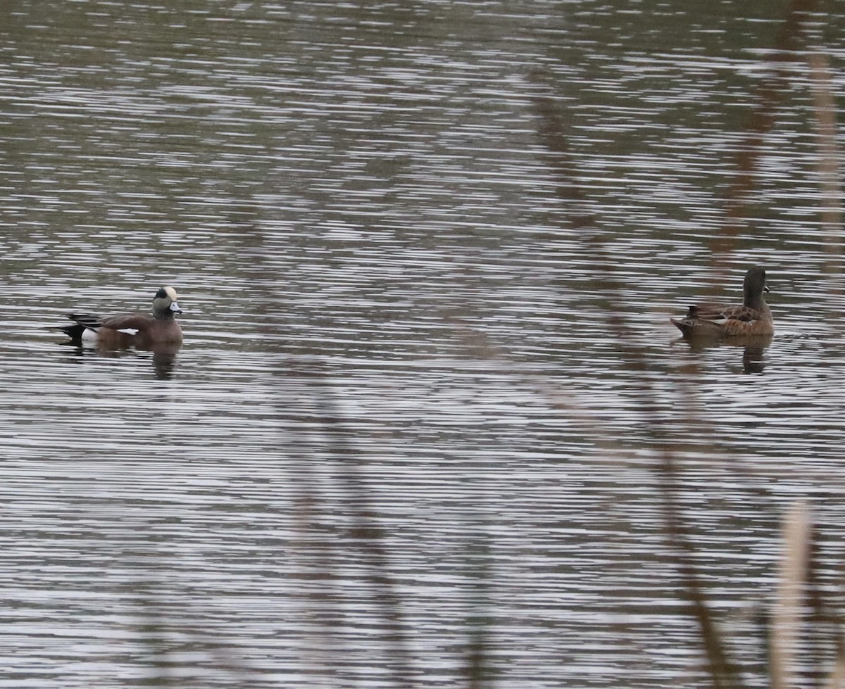 hvízdák americký - ML646430958