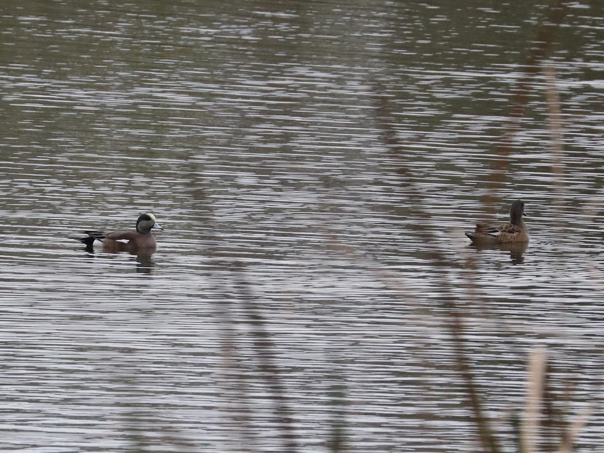 hvízdák americký - ML646430959