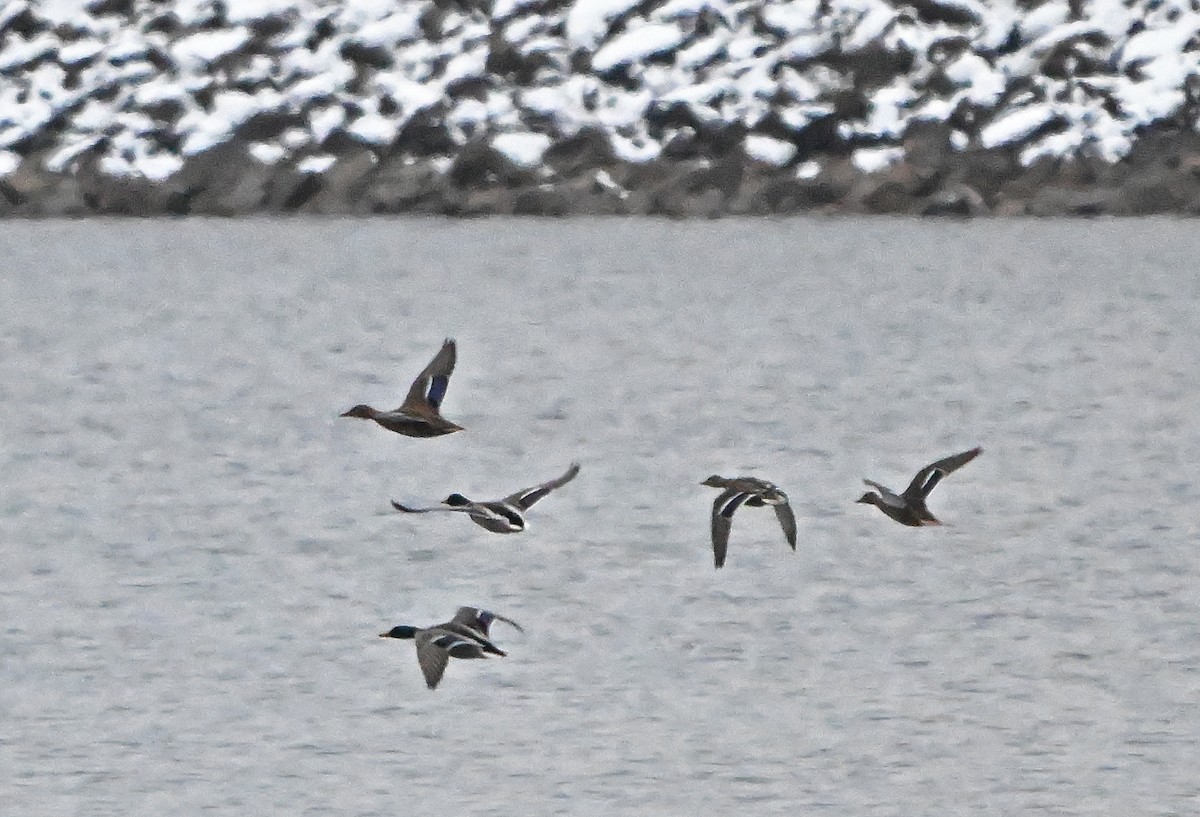 kachna divoká - ML646430960