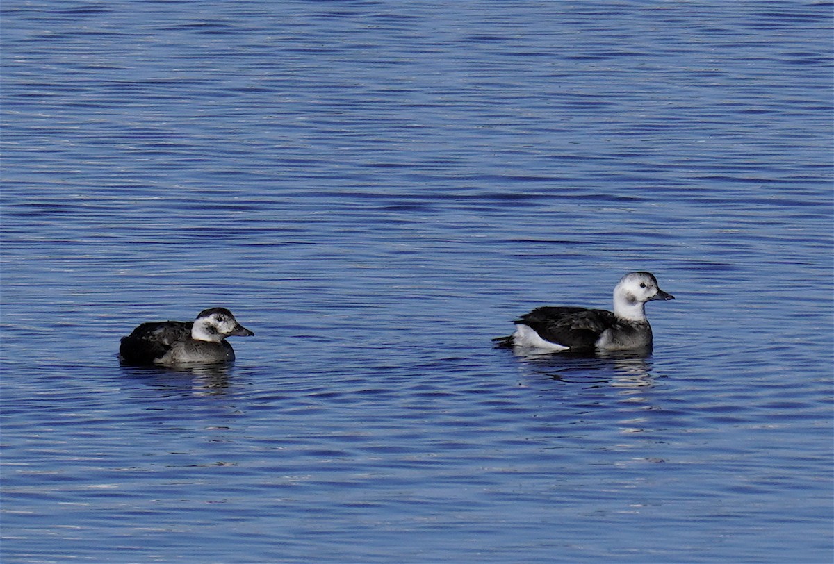 Moretta codona - ML646430962