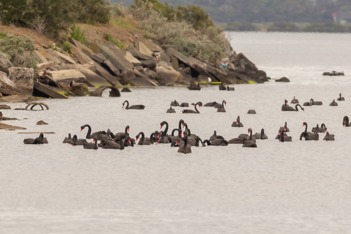 ברבור שחור - ML646430963