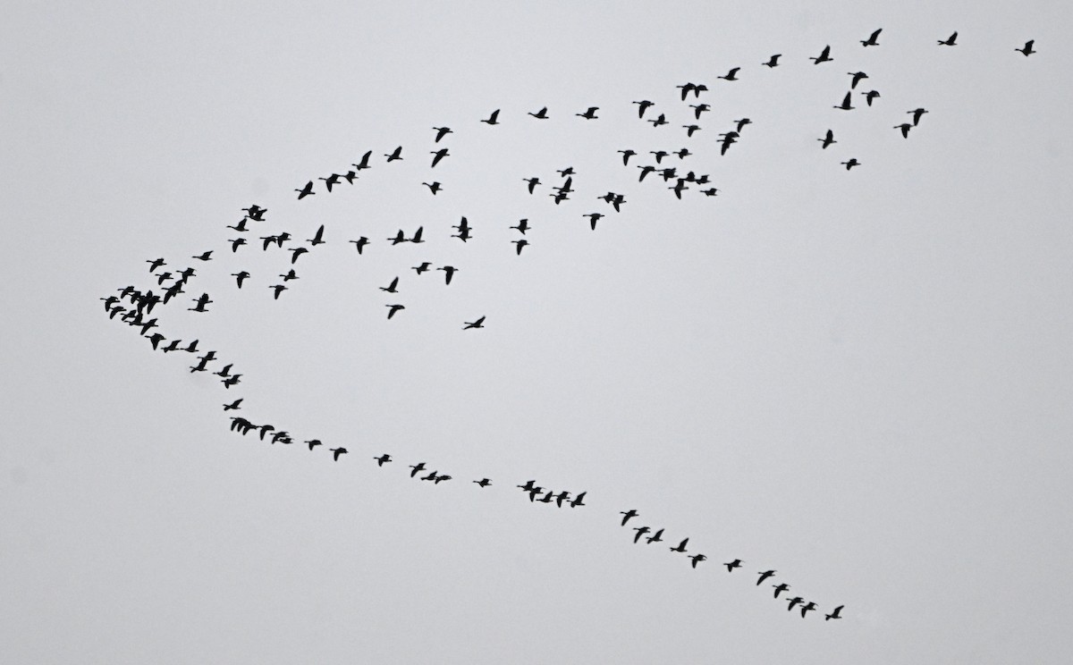 berneška velká - ML646430964