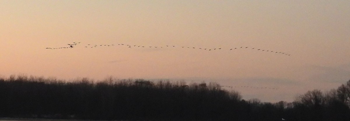 Kanadagans - ML646430965