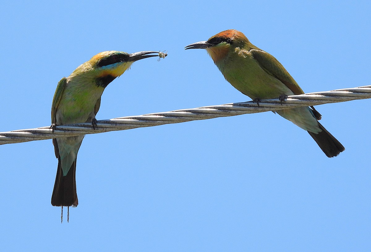 ハチクイ - ML646430969