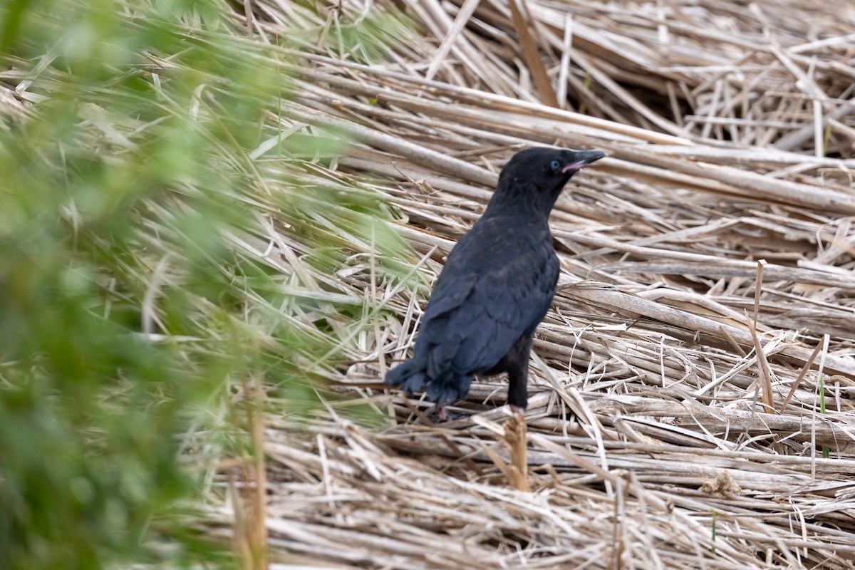 Little Raven - ML646430972