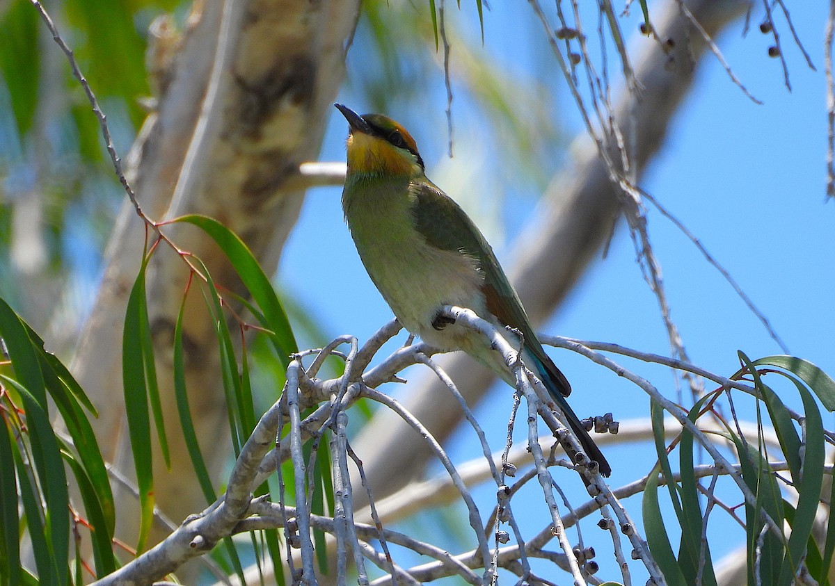 ハチクイ - ML646430973