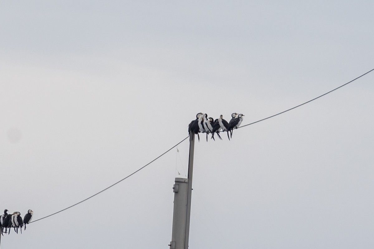 Little Pied Cormorant - ML646430974