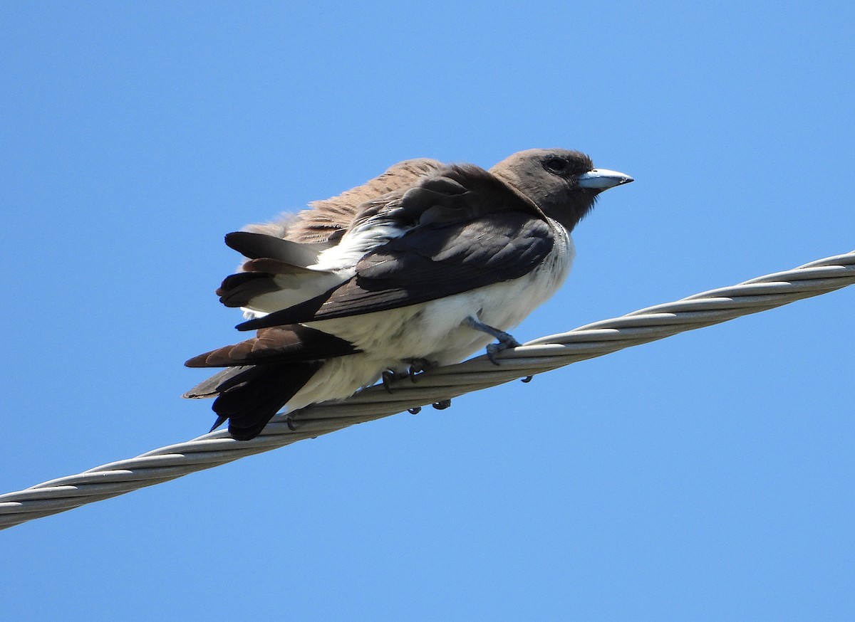 モリツバメ - ML646430975