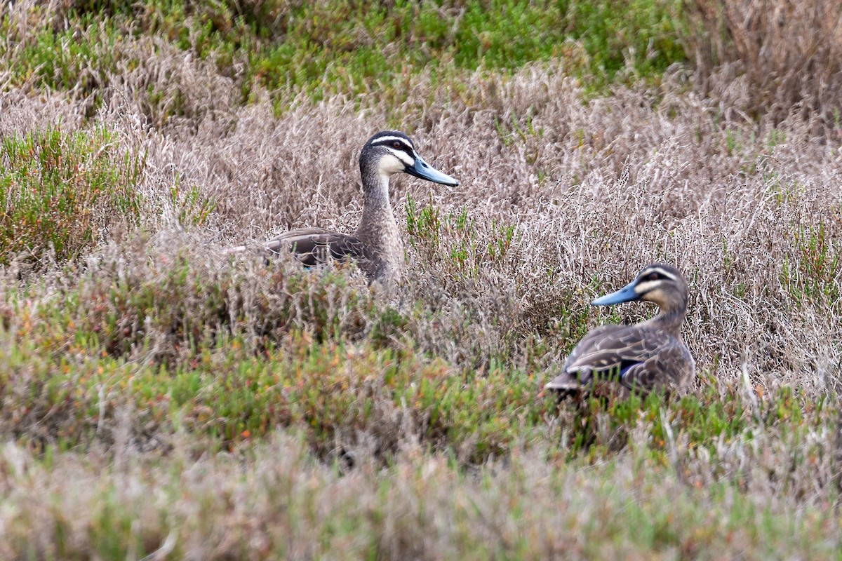 Pacific Black Duck - ML646430977