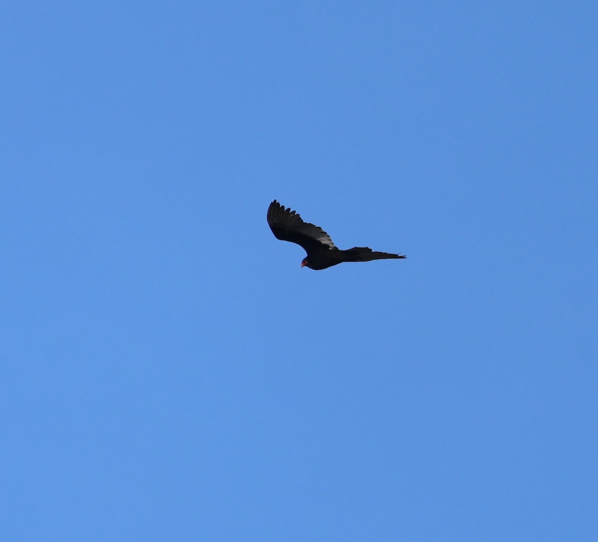 Turkey Vulture - ML646430978