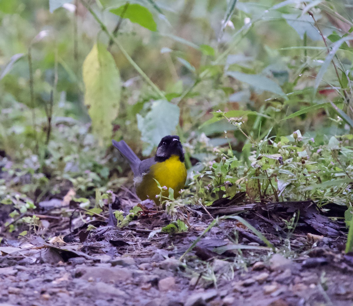 Santa Marta Brushfinch - ML646430979