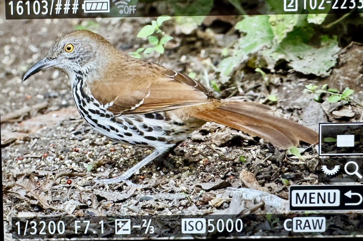 Long-billed Thrasher - ML646430981