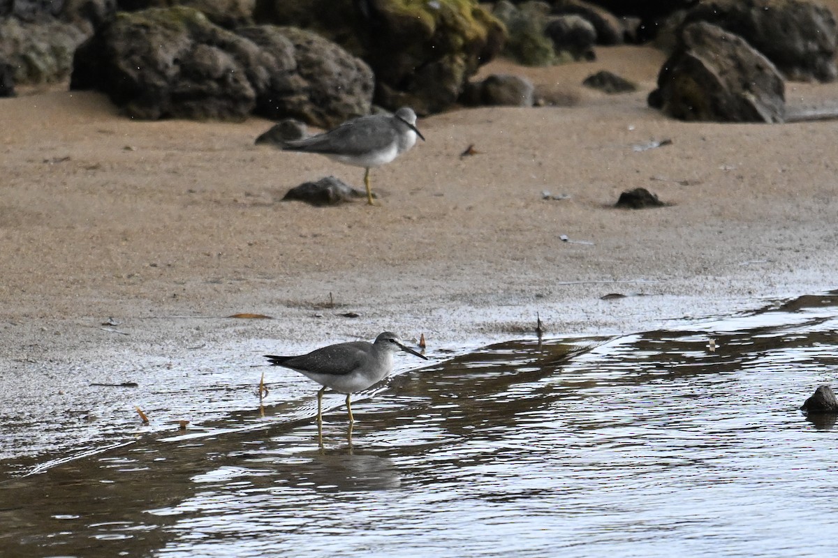 Коловодник попелястий - ML646430982