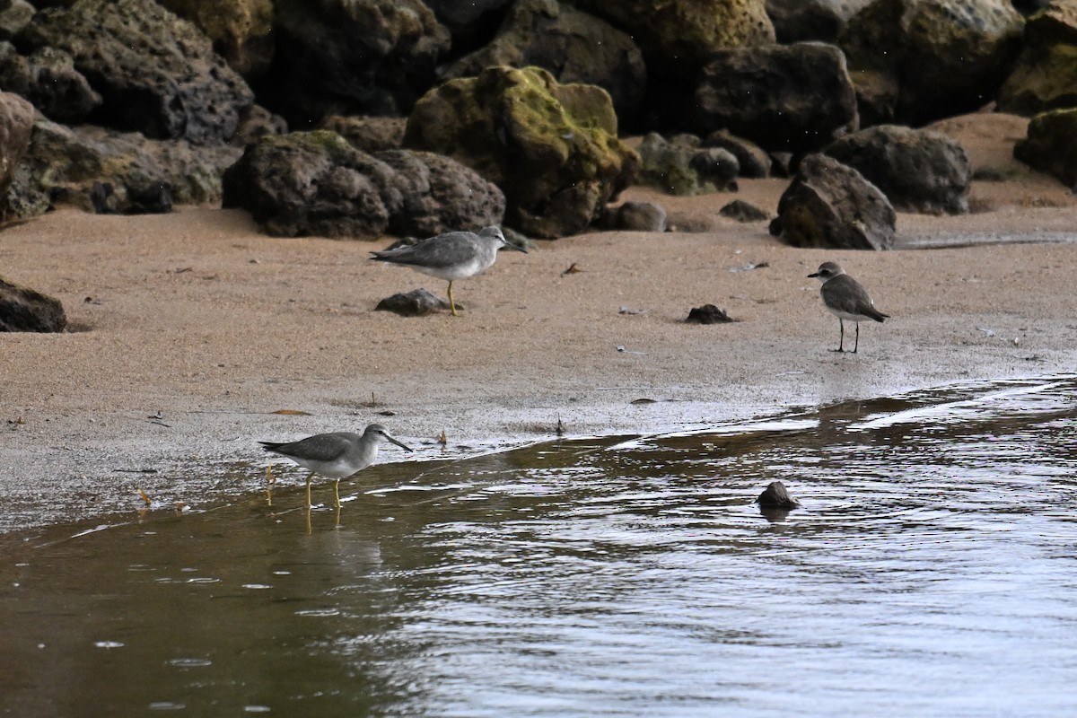 Коловодник попелястий - ML646430983