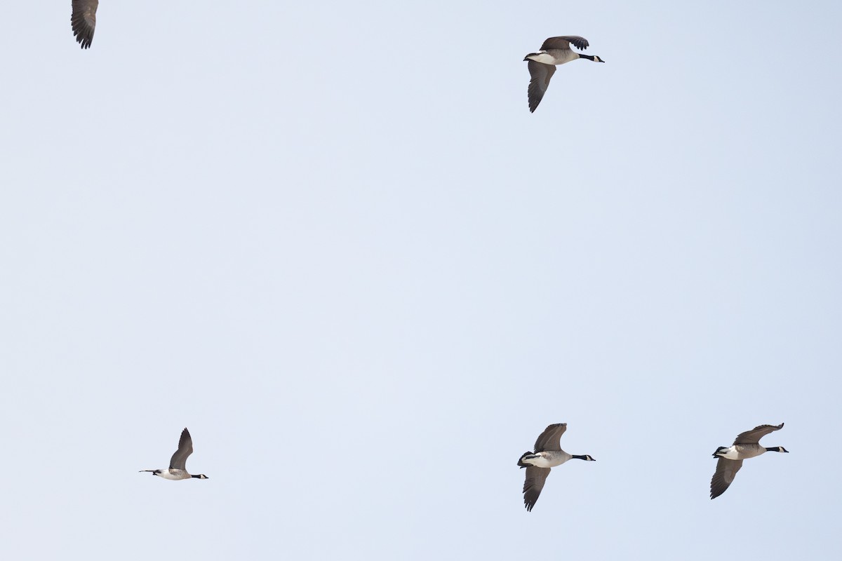 Cackling Goose - ML646430984