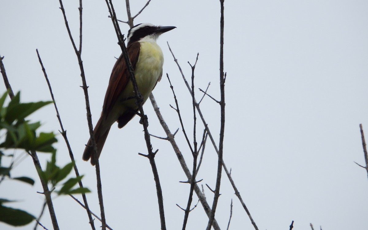 Great Kiskadee - ML646430986